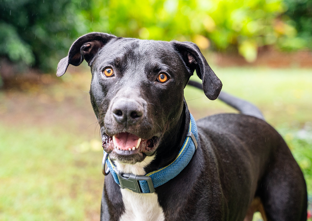 Charlie is available for adoption